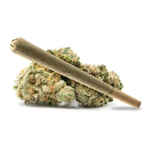 Jack Herer THCA Pre Rolls