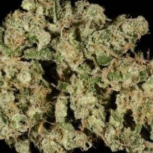 Happy Hiker Haze Weed Strain