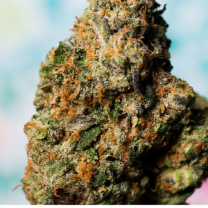 Berry Haze Cannabis Strain