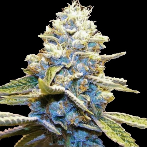Blue God Weed Strain