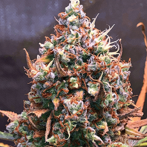 Jamaican Weed Strain