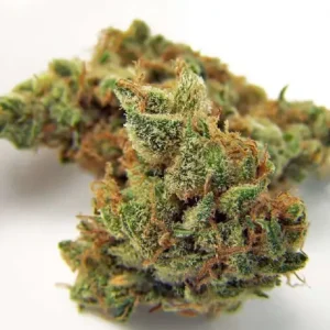 Northern Lights Weed Strain