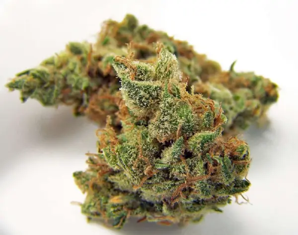 Northern Lights Weed Strain