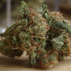 LA Sour Diesel Cannabis Strain
