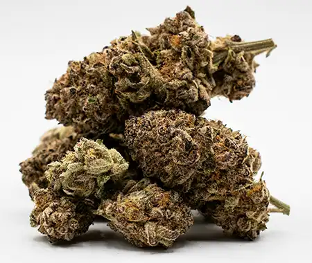 Amnesia Haze Cannabis Strain