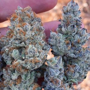 BF Blue Cheese Strain