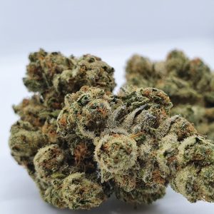 Chocolope Cannabis Strain