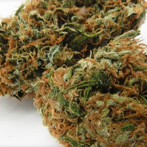 Hog Kush Strain