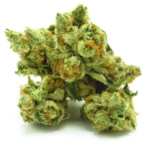 Nepal Kush Cannabis Strain