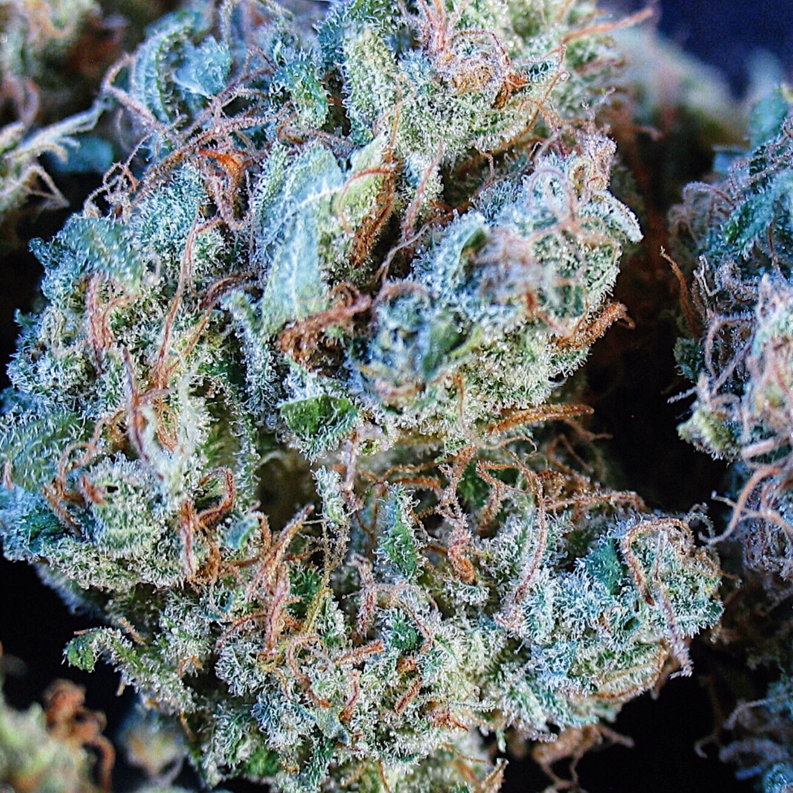 William's Wonder Kush Strain